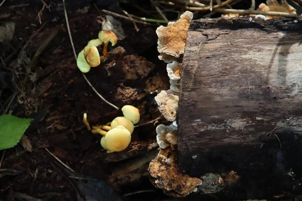 Hypholoma Fasciculare Közismert Nevén Kén Tuft Vagy Klaszterezett Faszerető Egy — Stock Fotó