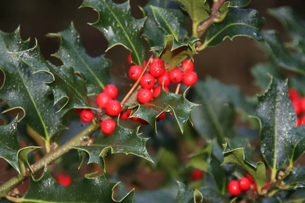 Folhas Verdes Holly Selvagem Com Bagas Vermelhas Floresta — Fotografia de Stock