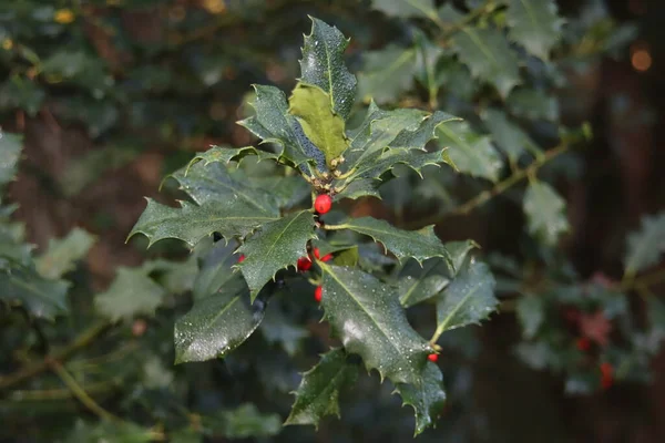 Zelené Listy Divoké Holly Červenými Bobulemi Lese — Stock fotografie