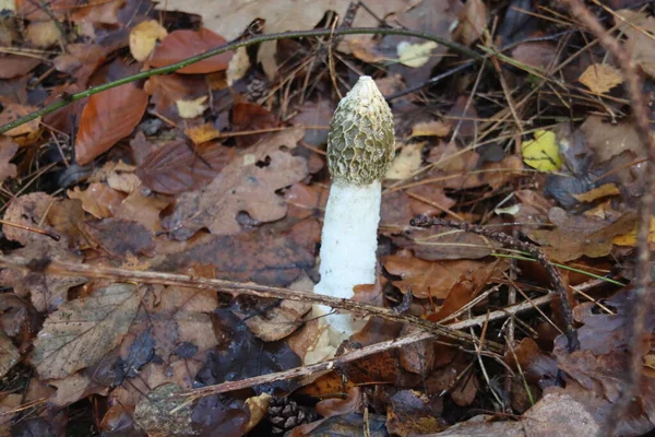 Phallus Arpudicus Halk Arasında Utrecht Teki Kaapse Bossen Yaygın Olarak — Stok fotoğraf