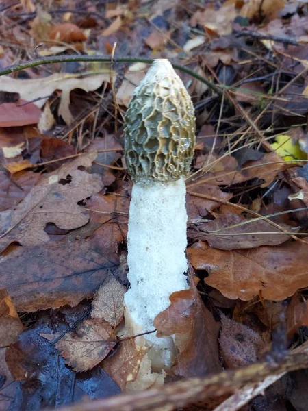 Phallus Impudicus Algemeen Bekend Als Stinkhoorn Kaapse Bossen Utrecht — Stockfoto