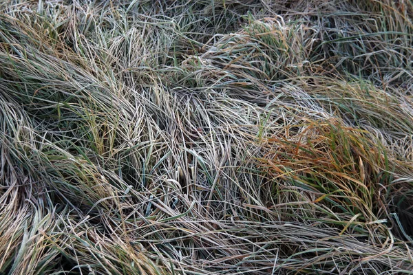 Grama Congelada Tronco Árvore Junco Teia Aranha Troncos Sol Manhã — Fotografia de Stock