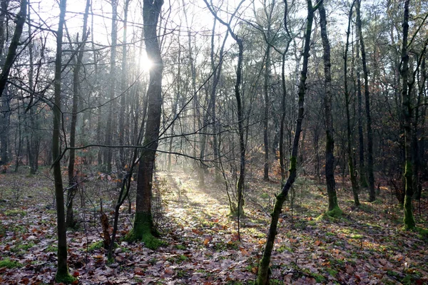 Hollanda 'daki Utrechtse Heuvelrug' daki Kaapse Boğazı 'nda sonbahara kadar renklenen yapraklarla ağaçların arasından güneş ışınları parlıyor.