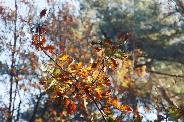 Rayons Soleil Brillent Travers Les Arbres Avec Des Feuilles Colorées — Photo