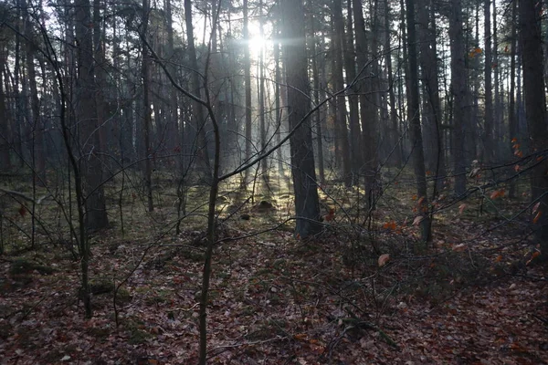 Rayons Soleil Brillent Travers Les Arbres Avec Des Feuilles Colorées — Photo