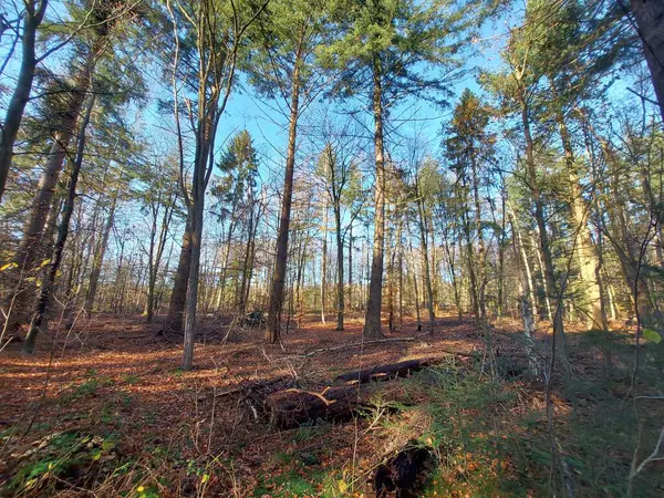 Raggi Del Sole Brillano Tra Gli Alberi Con Foglie Colorate — Foto Stock