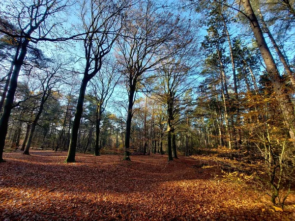 オランダのユトレヒツェ高原のカポーン ボッセンでは 秋までに紅葉した木々の間から陽射しが差し込みます — ストック写真