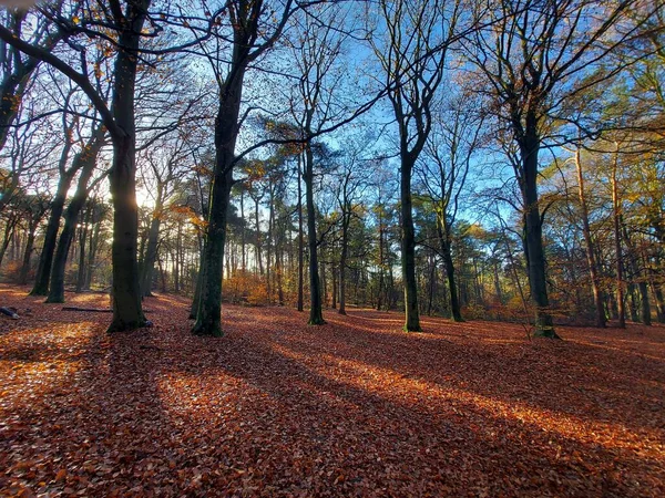 Rayons Soleil Brillent Travers Les Arbres Avec Des Feuilles Colorées — Photo