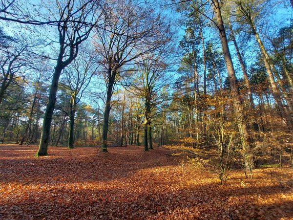 Rayons Soleil Brillent Travers Les Arbres Avec Des Feuilles Colorées — Photo