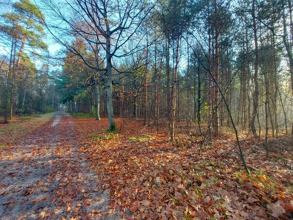 Hollanda Daki Utrechtse Heuvelrug Daki Kaapse Boğazı Nda Sonbahara Kadar — Stok fotoğraf