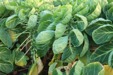 Hollanda 'nın Zevenhuizen kentindeki bir tarlada yeşil Brüksel lahanası