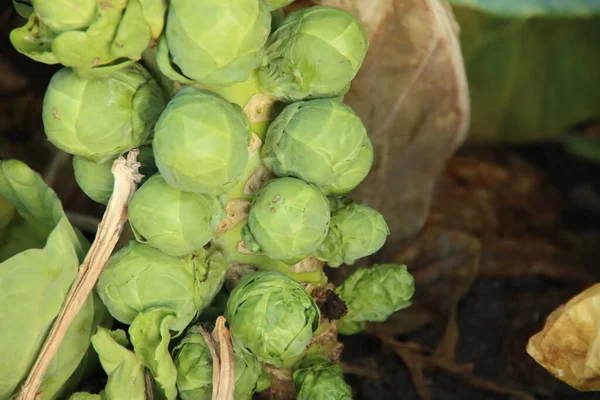 Brotes Bruselas Verde Una Planta Campo Zevenhuizen Los Países Bajos — Foto de Stock