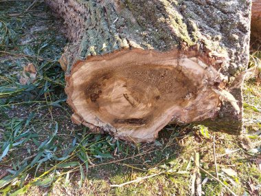 Hollanda 'daki Nieuwerkerk aan den IJssel' de hastalıktan ve mantarlardan etkilenen ağlayan söğüdün kesilmesi