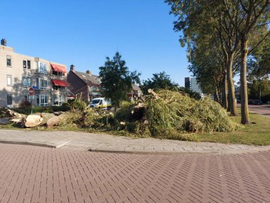 Hollanda 'daki Nieuwerkerk aan den IJssel' de hastalıktan ve mantarlardan etkilenen ağlayan söğüdün kesilmesi