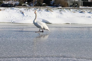 Beyaz kuğu Hollanda 'daki bir hendeğin buzunda yürüyor.