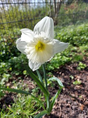 Hollanda 'daki yol boyunca bahar mevsiminde sarı nergis otlu beyaz.