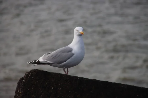 Gaivota Nos Blocos Lastro Cais Porto Scheveningen Nas Terras Baixas — Fotografia de Stock