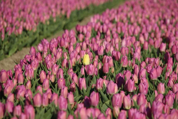 Rows of pink tulips on flower bulb fields on the island of Goeree Overflakkee during springtime in the Netherlands