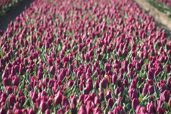 Linhas Tulipas Roxas Campos Flores Ilha Goeree Overflakkee Durante Primavera — Fotografia de Stock