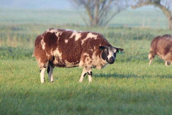 Moutons Sur Une Prairie Polder Bas Des Pays Bas Zuidplaspolder — Photo