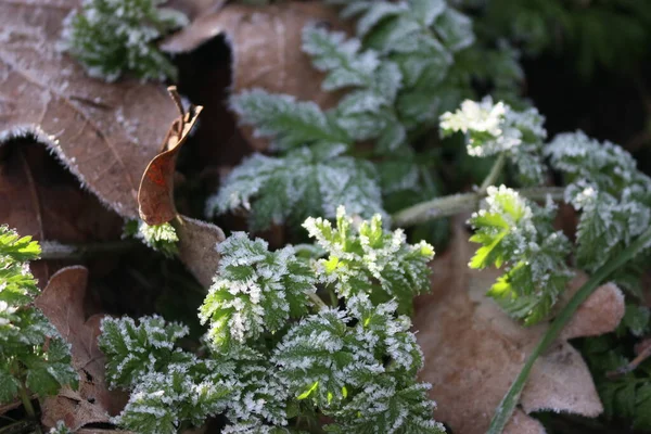 Eisnadeln Nach Nachtfrost Auf Blättern Nach Nachtfrost Winter Den Niederlanden — Stockfoto