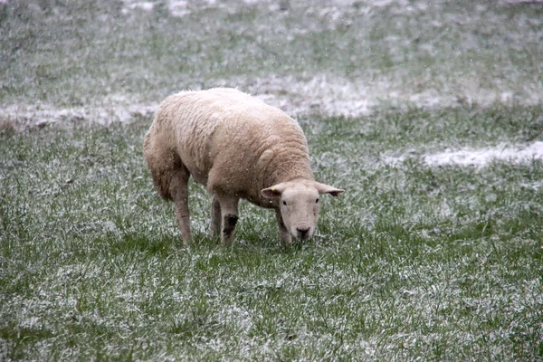 Sheeps Snow Lowest Polder Netherlands Zuidplaspolder Gouda Rotterdam New Village — Stock Photo, Image