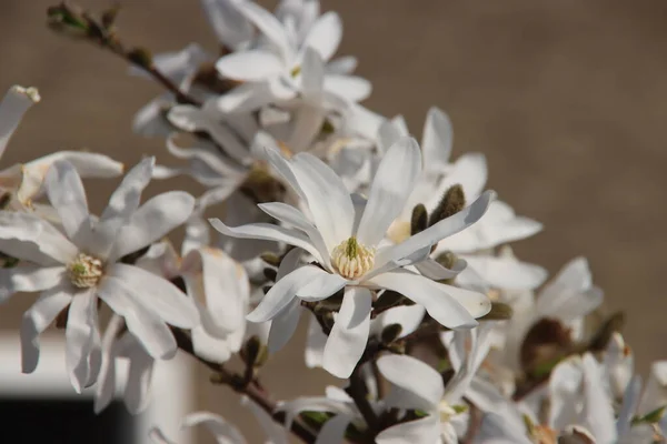 Белый Цветок Звездной Магнолии Солнце Весной — стоковое фото