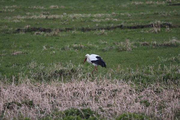 Cegonha Prado Polder Mais Baixo Dos Países Baixos Zuidplaspolder Entre — Fotografia de Stock