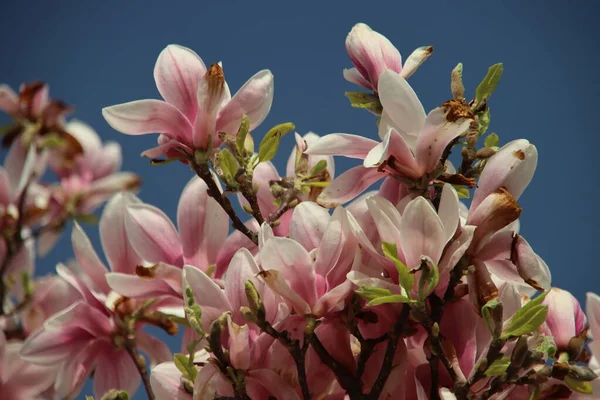 Fiori Bianchi Rosa Albero Magnolia Sole Durante Primavera — Foto Stock