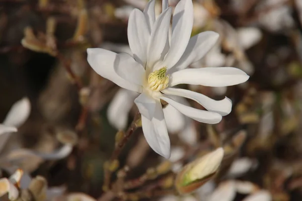 White Blossom Star Magnolia Sun Springtime — Stock Photo, Image