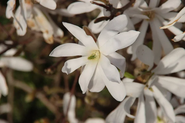 White Blossom Star Magnolia Sun Springtime — Stock Photo, Image