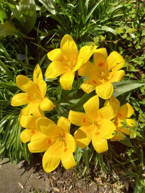 Hollanda 'daki Nieuwerkerk aan den ijssel' de bir bahçede sarı zambak bitkileri