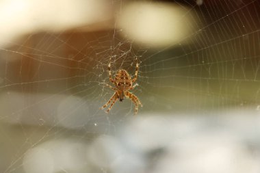 Kahverengi bahçe örümceği sonbahar boyunca sabahın erken saatlerinde ağ örüyor.