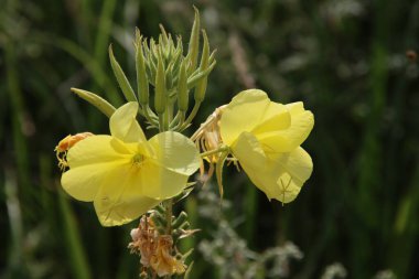 Hollanda 'da doğal çiçekli bir tarlada sarı yabani orkideler.