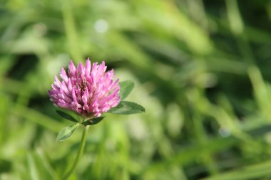 Kızıl yonca çiçeği. Doğal tıp için otlar arasında ot olarak kullanılabilir.