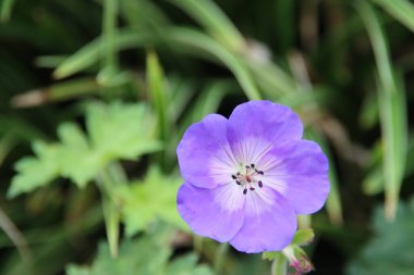 Hollanda 'da halka açık çiçek tarlasında Geranium Rozanna adında mor bir çiçek.