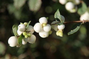 Hollanda 'daki Capelle aan den IJssel botanik bahçesindeki bir bitki üzerinde kar çileği.