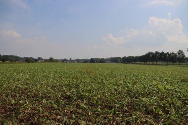 Oldebroek 'teki tarlada yaz mevsiminde patatesler yetişiyor.