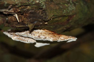 Pleurotus ostreatus veya Capelle 'deki botanik bahçesindeki ağaçlardaki istiridye mantarı.