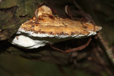 Pleurotus ostreatus veya Capelle 'deki botanik bahçesindeki ağaçlardaki istiridye mantarı.
