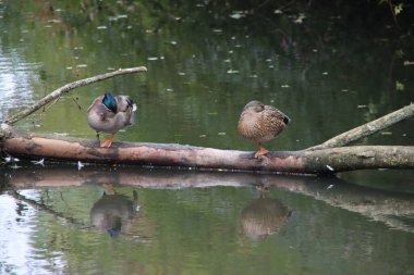 Capelle 'in botanik bahçesindeki suda bir ağaçta uyuyan erkek ve dişi ördek.
