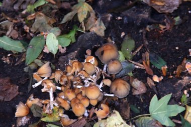 Botanik bahçesindeki ormanda iki heceli fasikülare ya da sülfür mantarı.