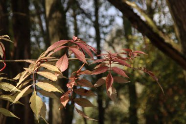 Nieuwerkerk aan den IJssel 'de sonbahar boyunca güneş ışığıyla aydınlanan renkli yapraklar