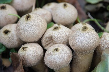 Lycoperdon perlatum ya da yaygın olarak bilinen adıyla tütsülenmiş tütsülenmiş top, taş kaplı puf topu, kurt osuruğu ya da şeytanın enfiye kutusu olarak bilinen tütsülenmiş bir mantar türüdür.