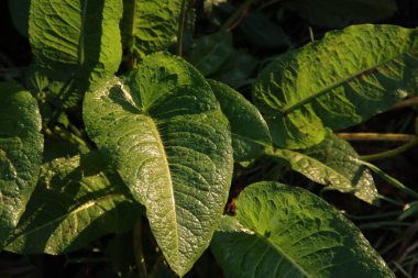 Capelle 'deki botanik bahçesi IJssel' de gönüllülerin bakımıyla yapıldı.
