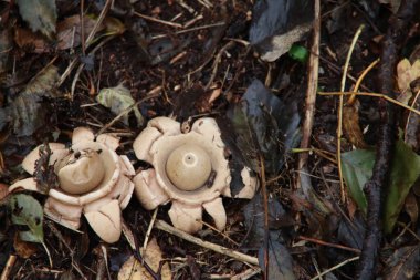 Yakalı Dünya Yıldızı ya da botanik bahçesindeki Geastrum Triplex mantarı.