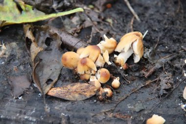 Capelle 'de bir botanik bahçesinde Pluteus romellii veya Goldleaf Shield mantarı