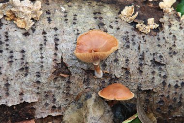 Capelle 'de bir botanik bahçesinde Pluteus podospileus mantarı.