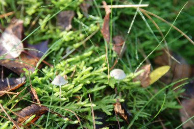 Coprinus koması, tüylü mürekkep başlığı, avukat peruğu, botanik bahçesindeki tüylü yelesi.