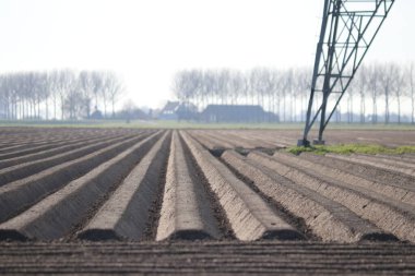 Goeree Overflakkee 'nin kiline patateslerin ekildiği öğütülmüş satırlar.